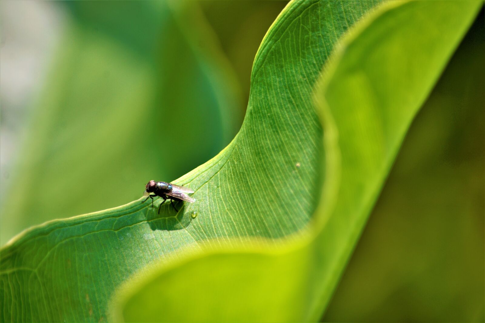 Nikon D7100 sample photo. Fly, peeing, on plant photography