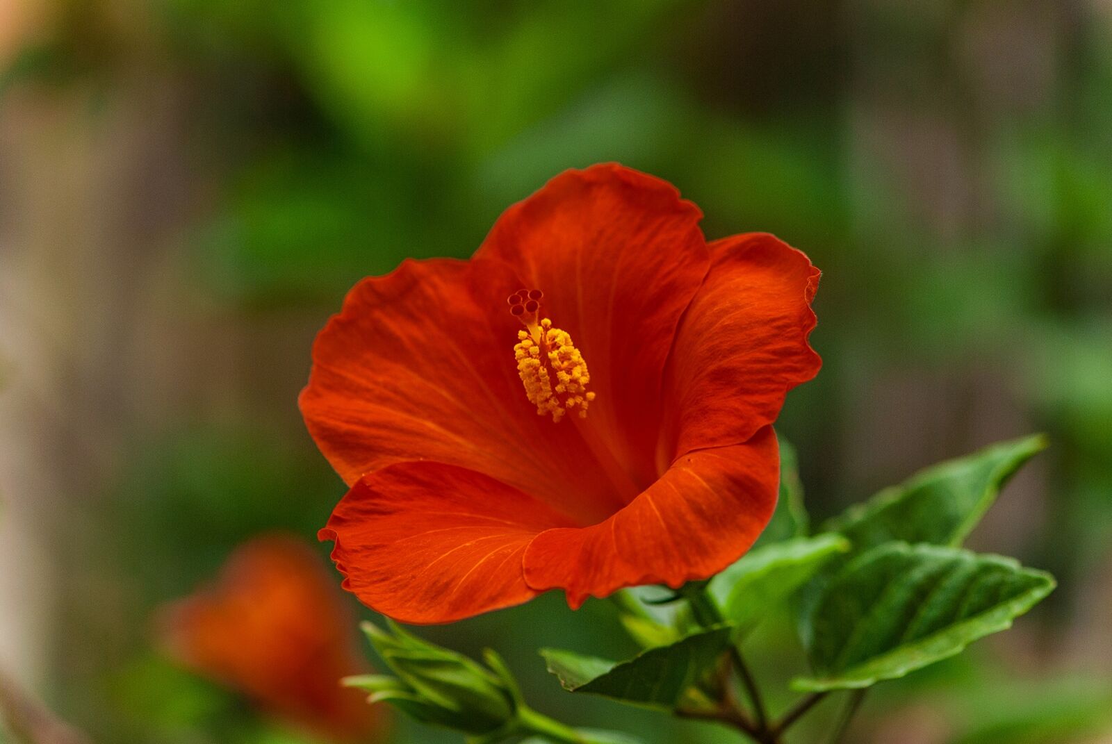 Nikon D80 sample photo. Hibiscus flowers, beautiful flowers photography
