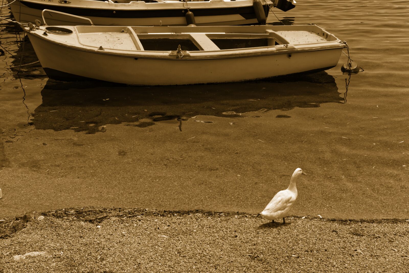Sony a6000 sample photo. Duck, bird, lake photography