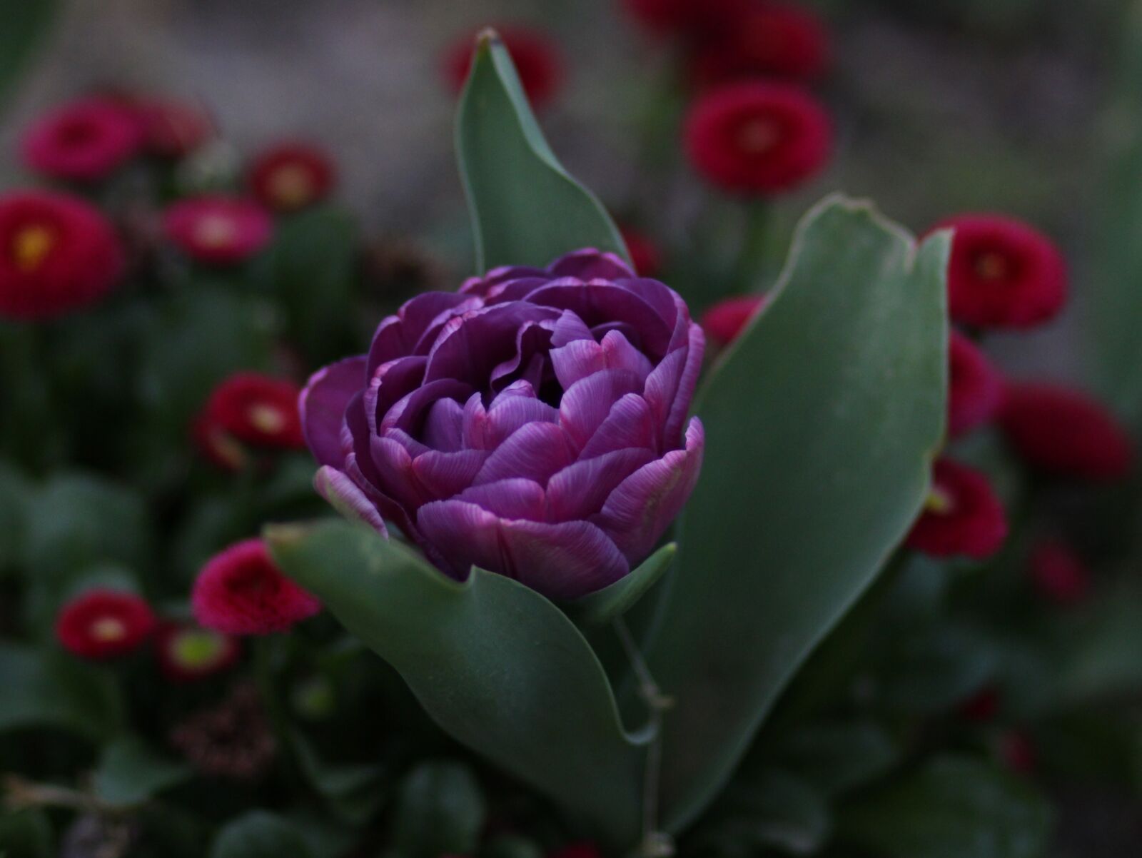 Canon EOS 700D (EOS Rebel T5i / EOS Kiss X7i) + Canon EF 85mm F1.8 USM sample photo. Tulip, mov, petals photography