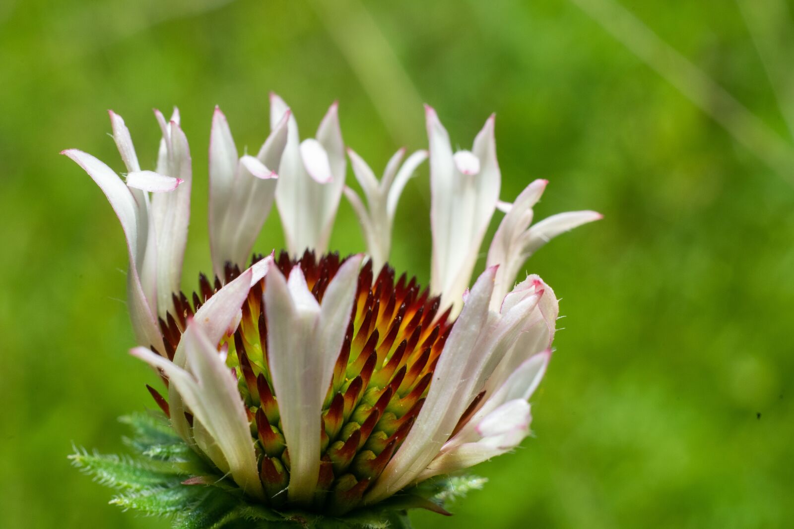 Sony a7 II + Sony FE 50mm F1.8 sample photo. Green, flower, nature photography