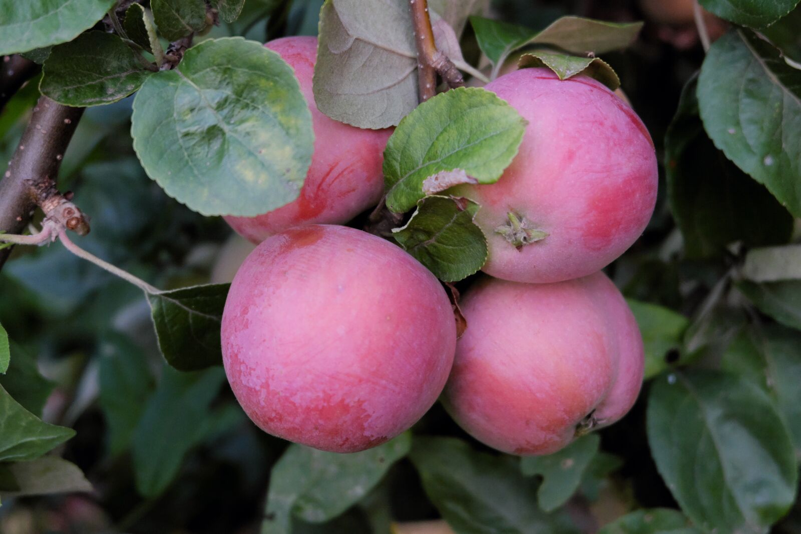 Fujifilm XC 16-50mm F3.5-5.6 OIS II sample photo. Apple, ripe, closeup photography
