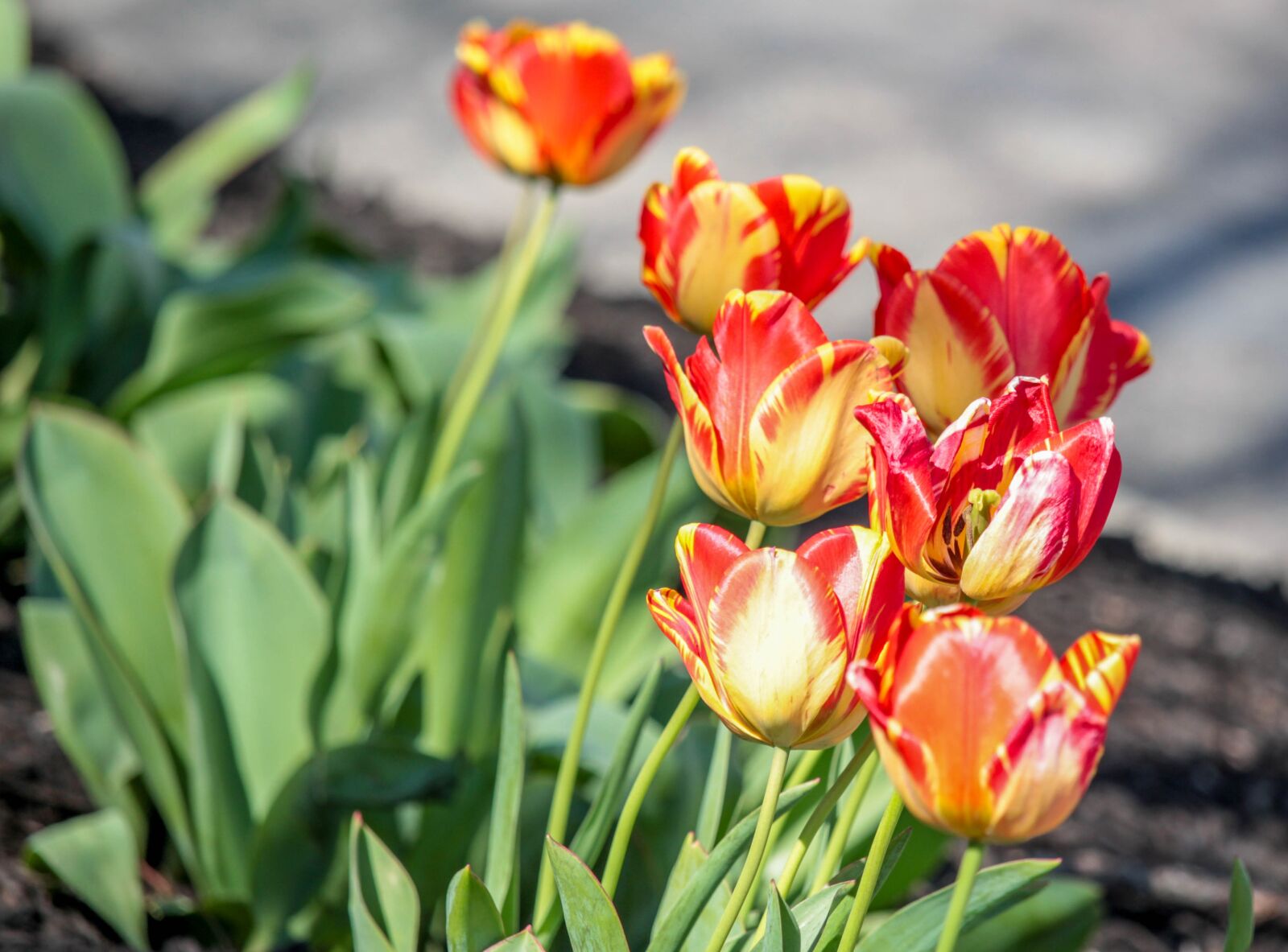 Canon EOS 700D (EOS Rebel T5i / EOS Kiss X7i) sample photo. Nature, flower, flora photography