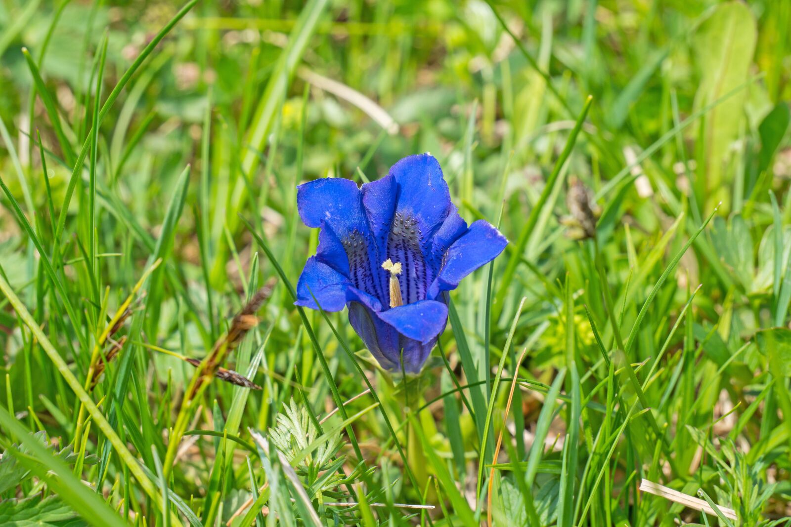 Panasonic Lumix DC-G9 sample photo. Gentian, alpine gentian, alpine photography