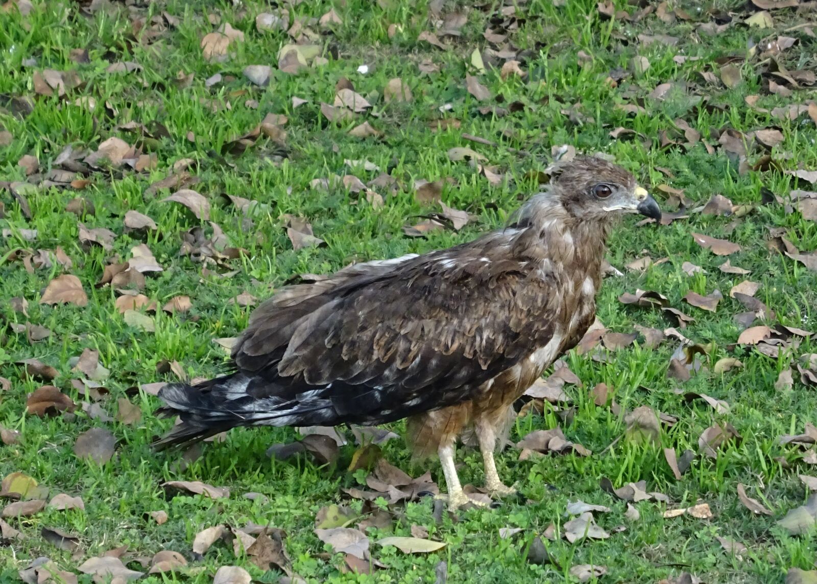 Sony DSC-HX60V sample photo. Bird, avian, kite photography