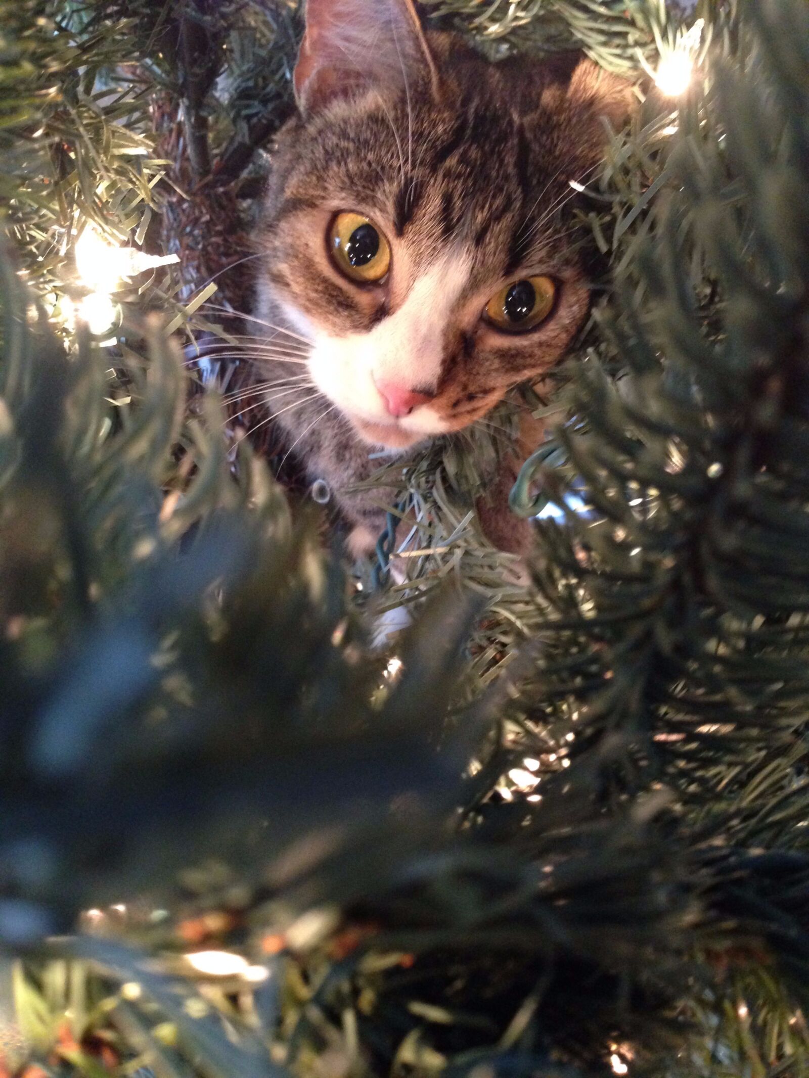 iPhone 5c back camera 4.12mm f/2.4 sample photo. Branch, branches, cat, christmas photography