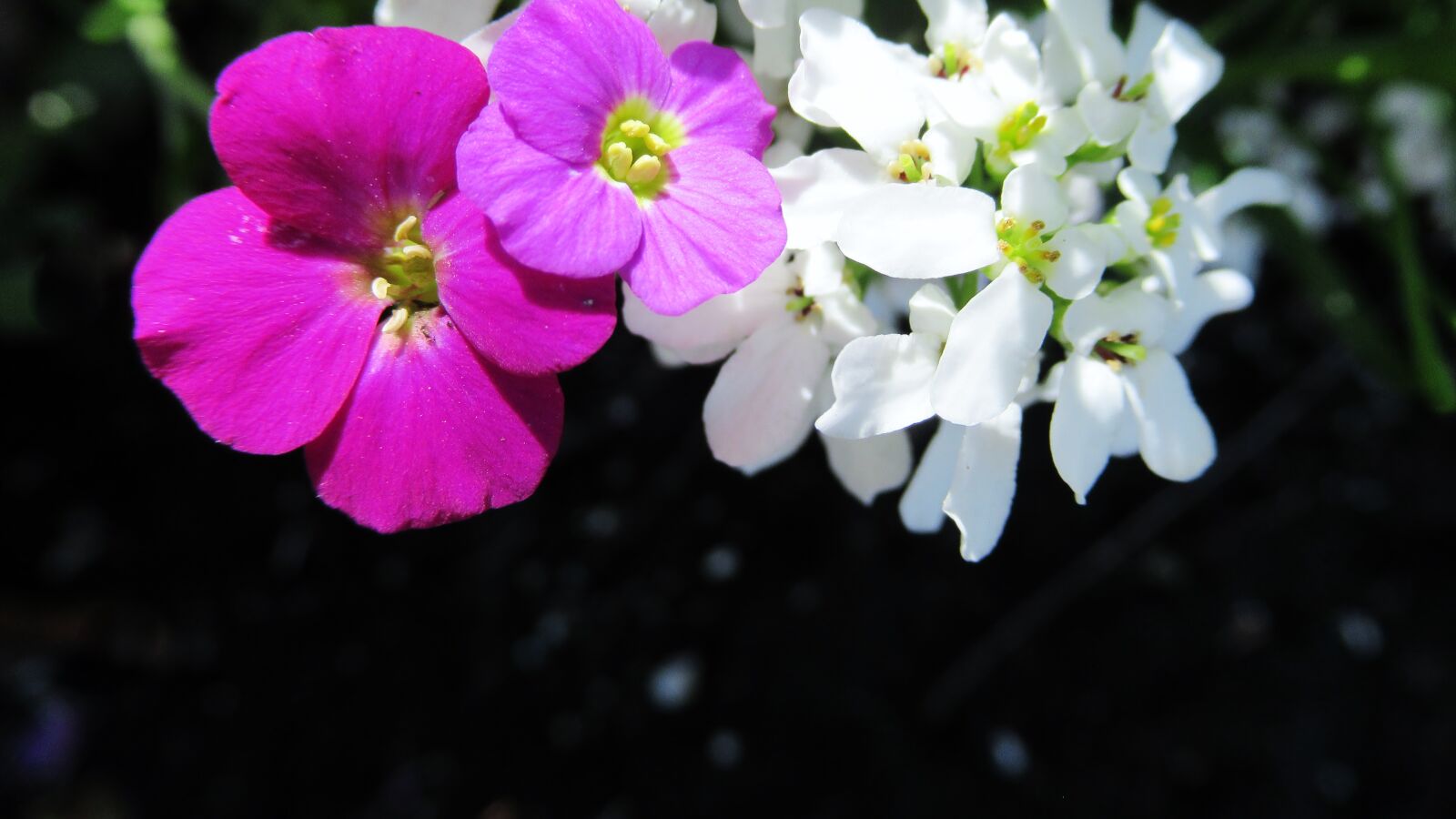 Canon PowerShot SX620 HS sample photo. Flowers, blossom, pink photography