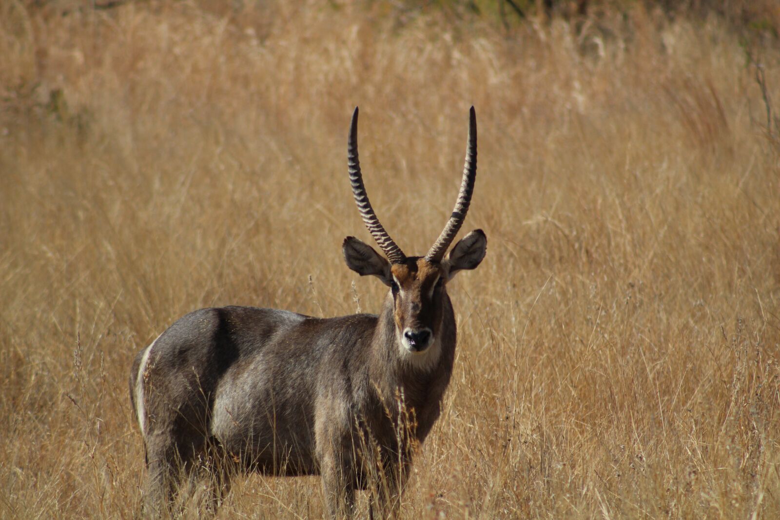 Canon EOS 1200D (EOS Rebel T5 / EOS Kiss X70 / EOS Hi) sample photo. Impala, safari, gazelle photography