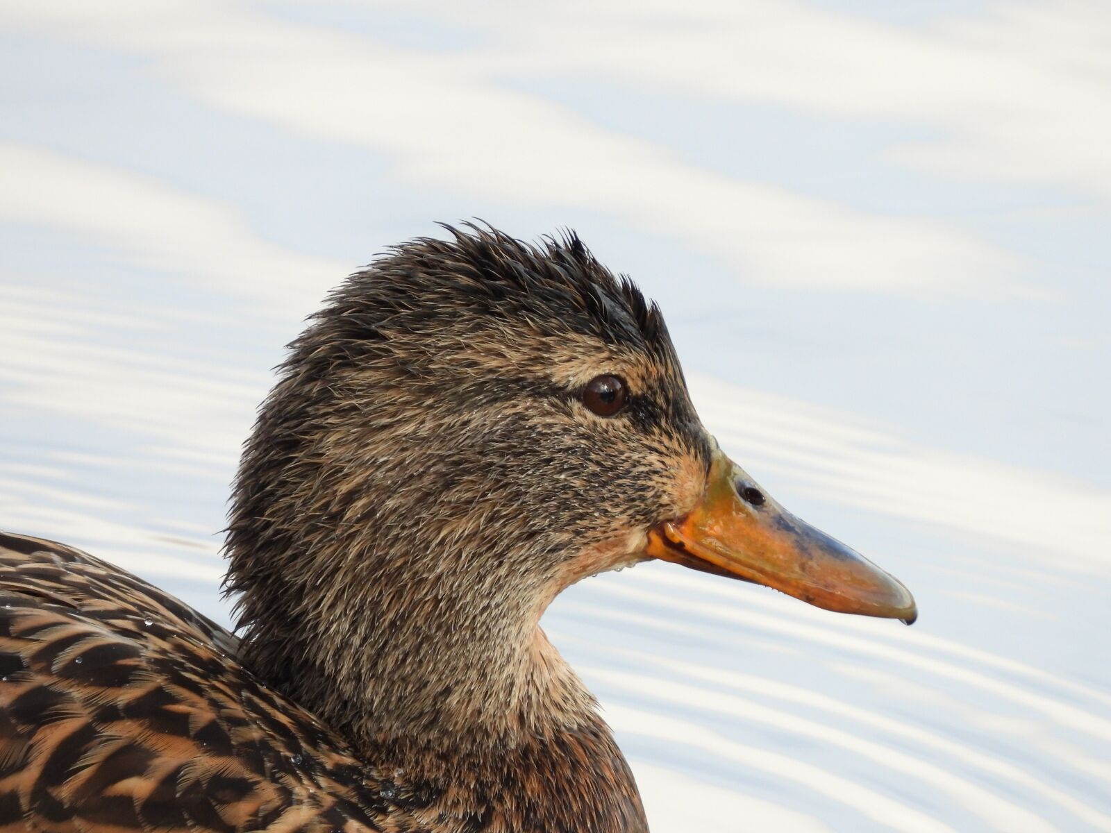 Nikon Coolpix P1000 sample photo. Duck, nature, beak photography