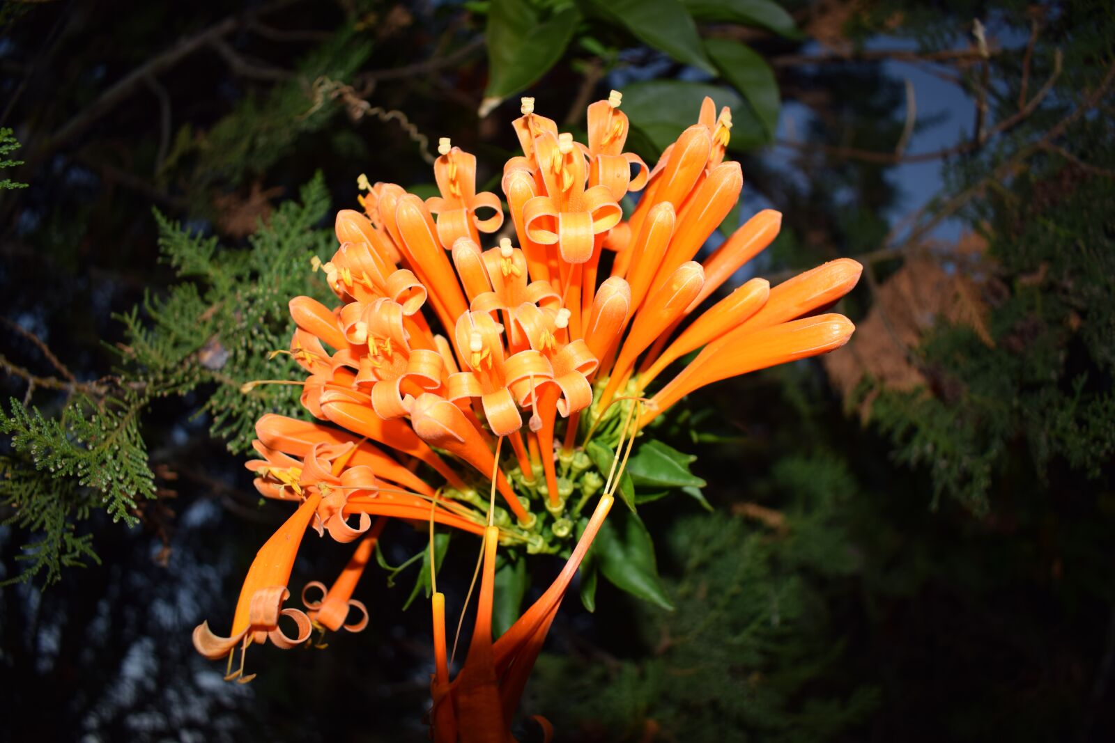 Nikon D5300 sample photo. Bloom, orange, petals photography