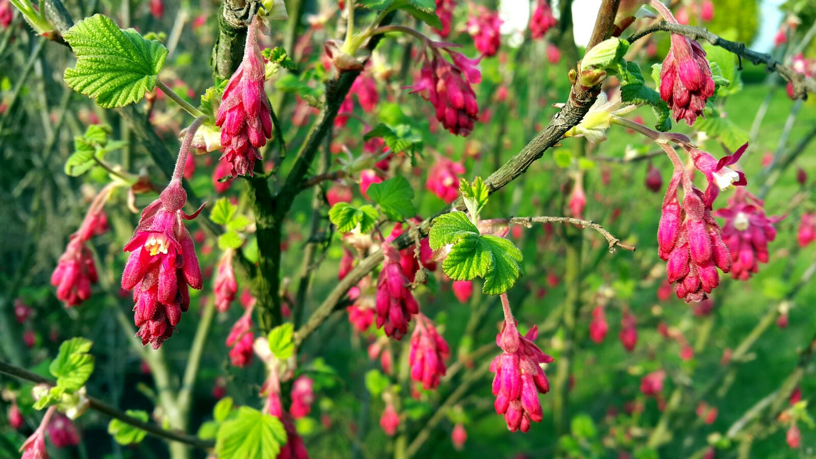 Samsung Galaxy Note4 sample photo. Flowers, green, pink, spring photography