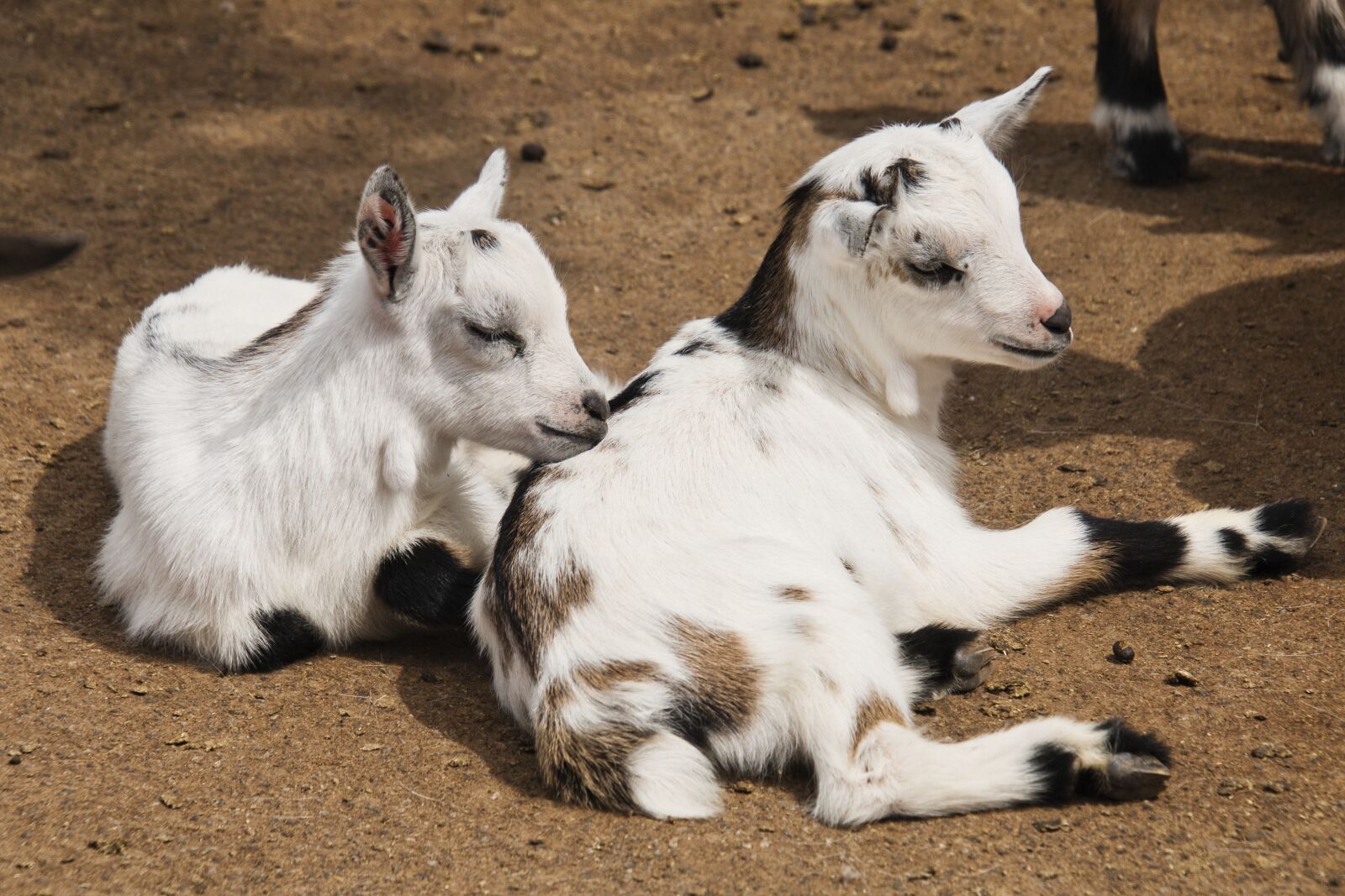 Canon EOS 70D sample photo. Goats, young animal, kid photography