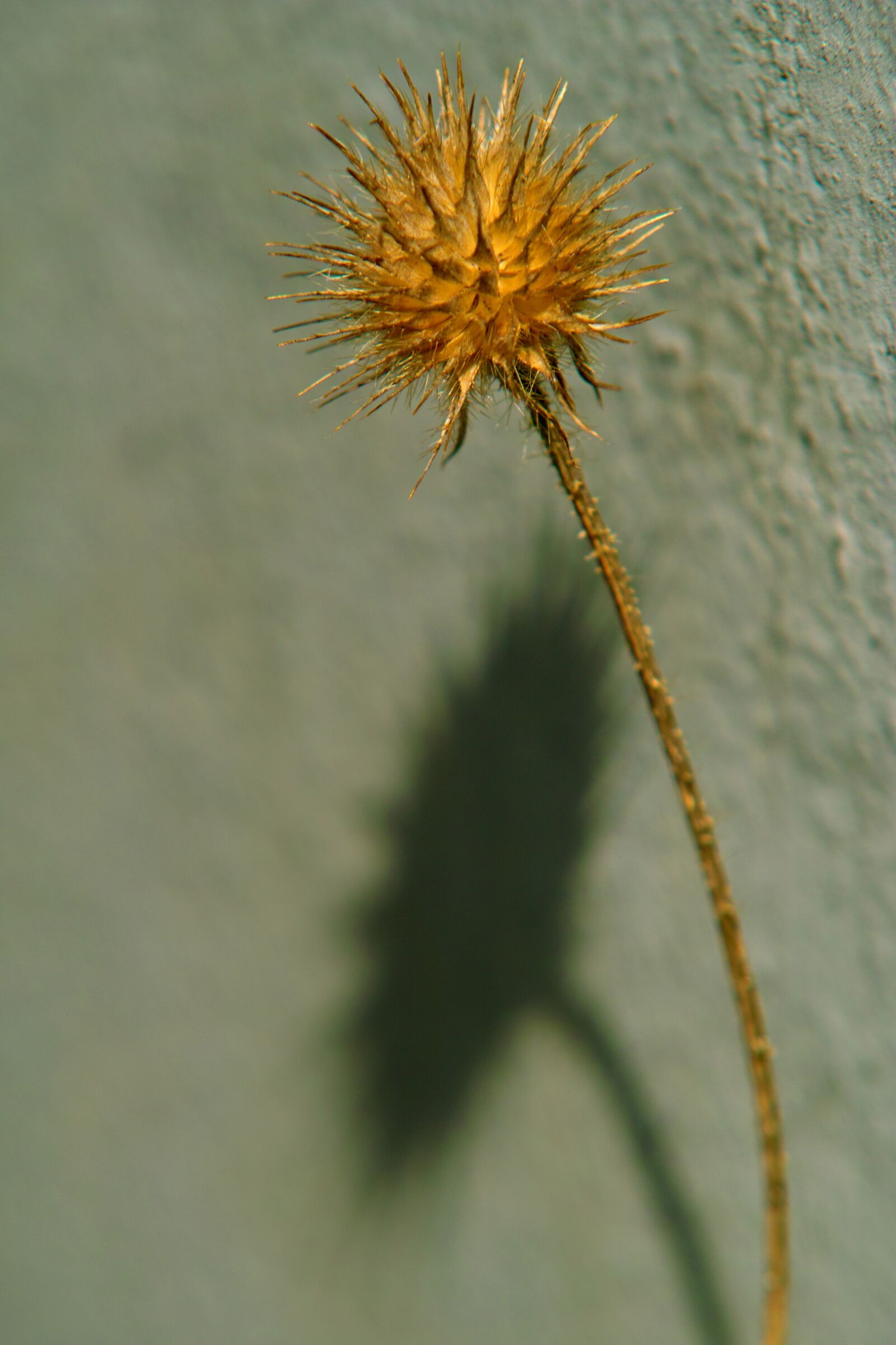 Sigma SD14 sample photo. Still life, plant, flower photography