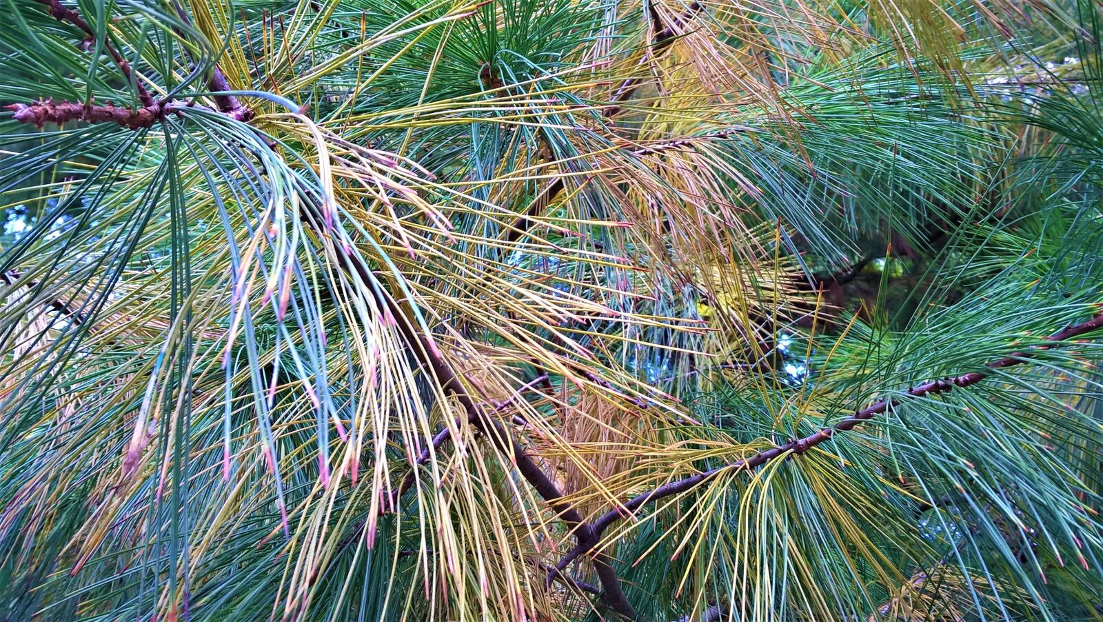 Microsoft Lumia 640 LTE sample photo. Fir, pine, tree photography