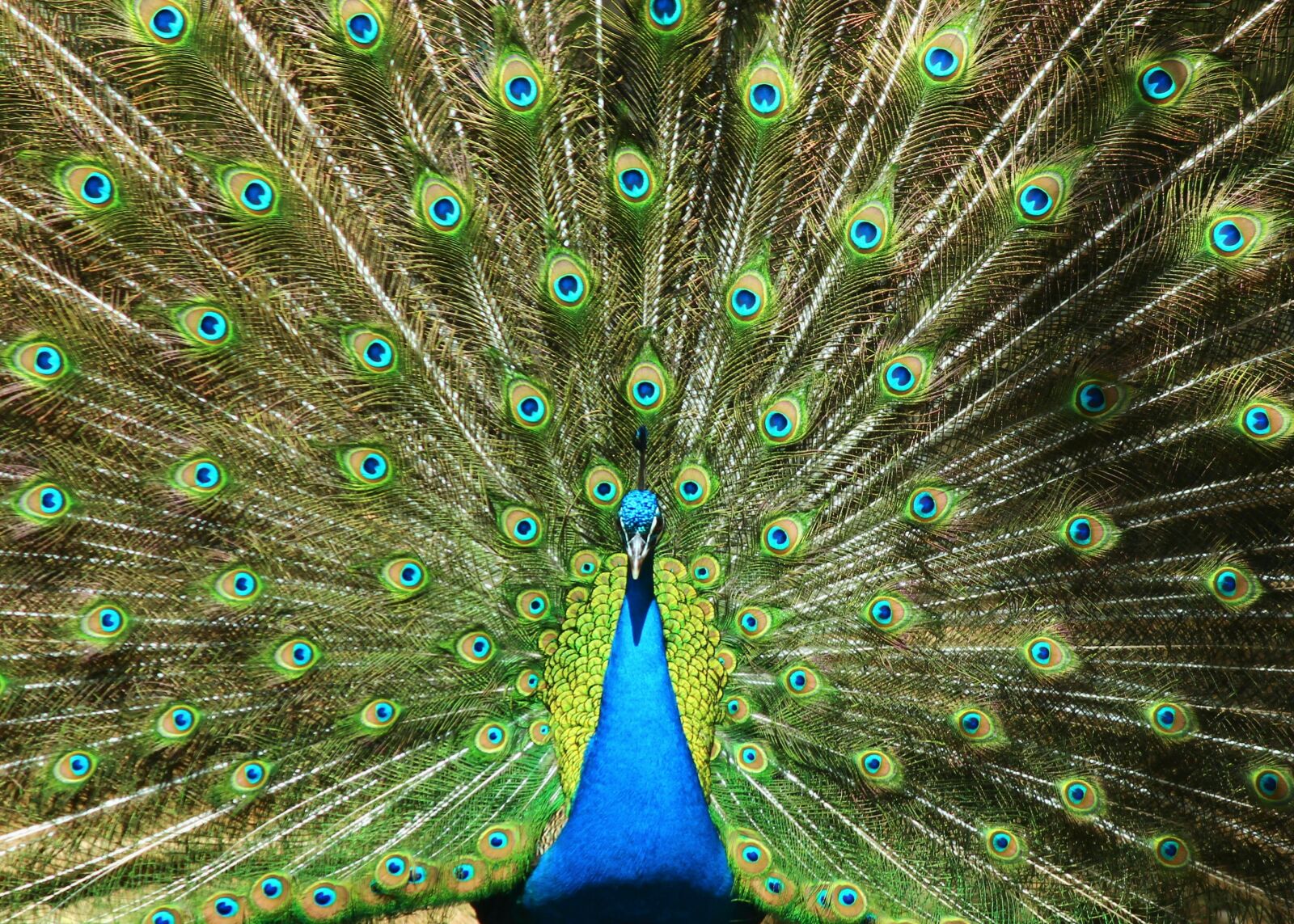 Canon EOS 600D (Rebel EOS T3i / EOS Kiss X5) sample photo. Peacock, birds, tail photography