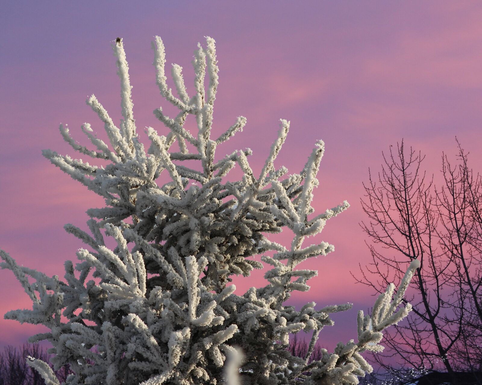 Canon EOS 600D (Rebel EOS T3i / EOS Kiss X5) sample photo. Tree, frost, winter photography