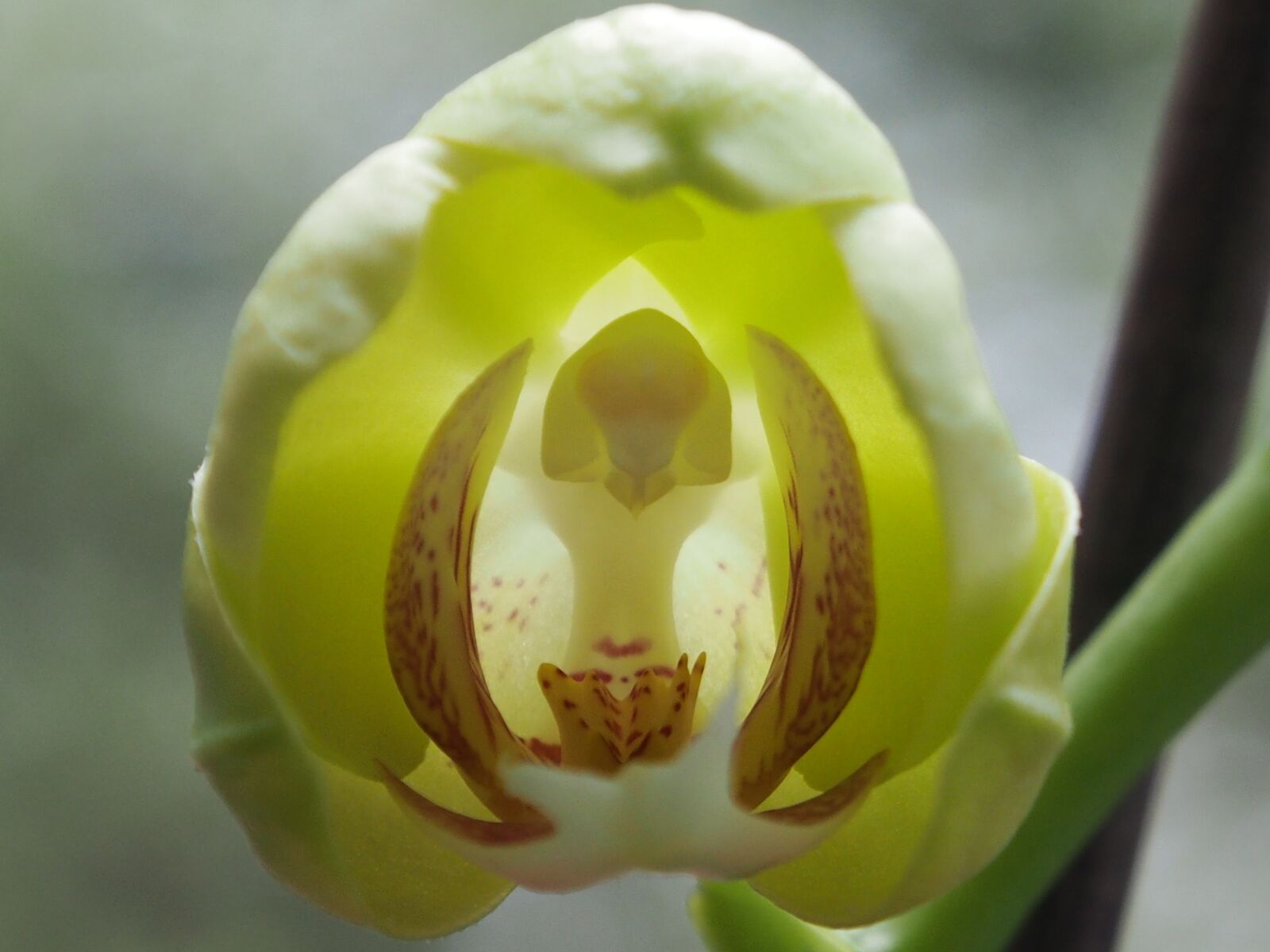 Olympus OM-D E-M5 sample photo. Orchid, bud, flower photography