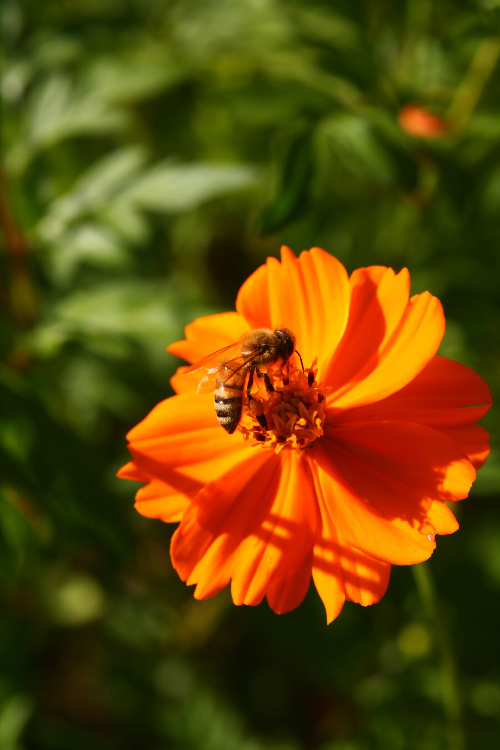 Canon EOS 40D sample photo. Bee, honey, insects photography