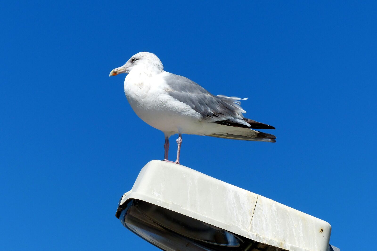Leica V-Lux 4 sample photo. Bird, seagull, animal photography