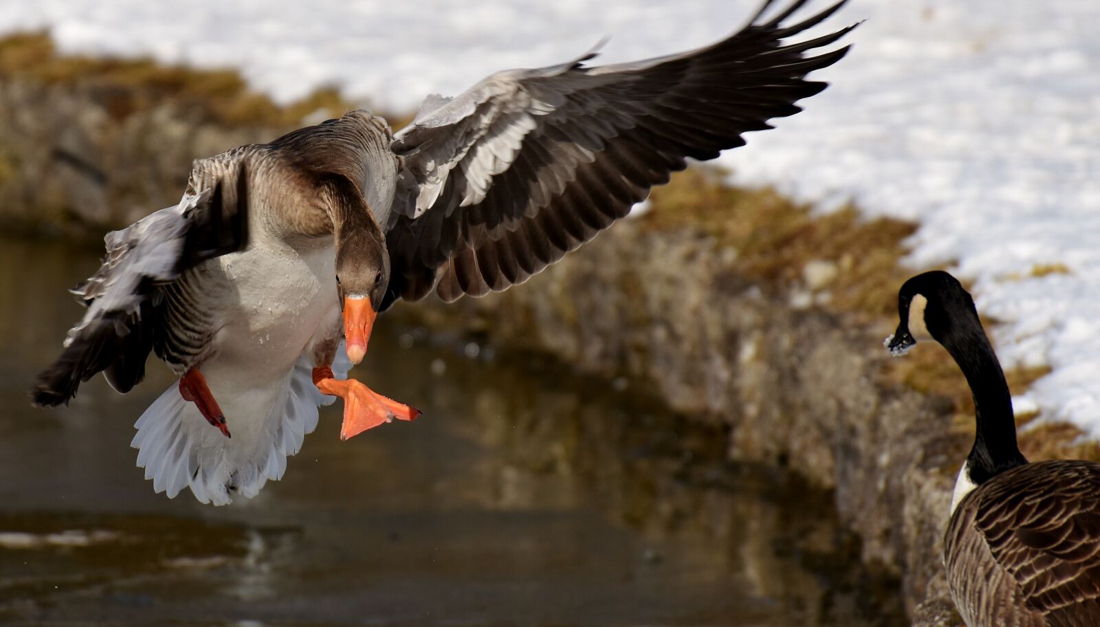 Nikon D7200 sample photo. Goose, water bird, animal photography