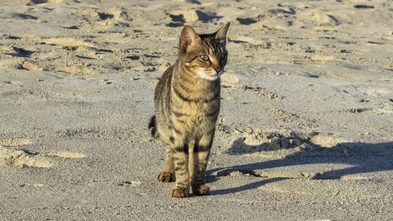 Canon PowerShot SX400 IS sample photo. Cat, stray, beach photography