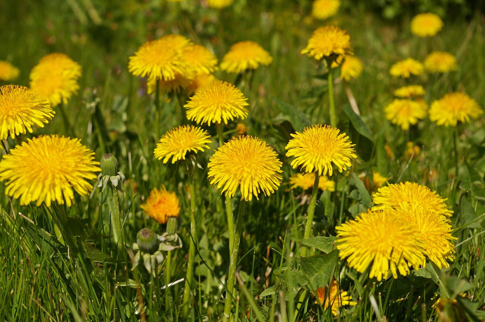 Pentax *ist DL2 sample photo. Spring meadow, meadow, spring photography
