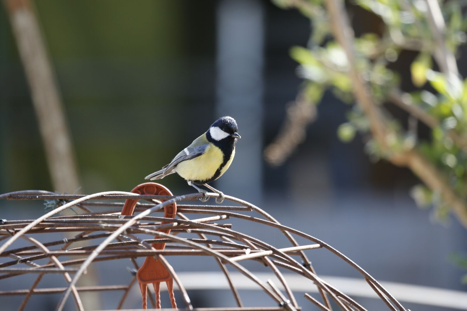 Canon EF 100-400mm F4.5-5.6L IS USM sample photo. Tit, bird, blue tit photography