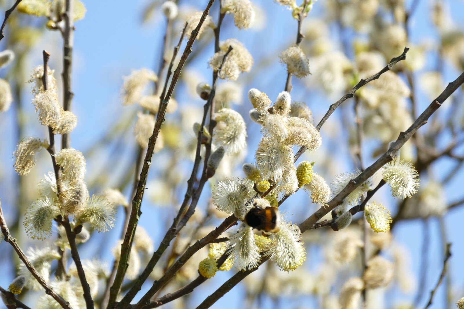 Panasonic Lumix DMC-FZ1000 sample photo. Willow kittens, bloom, spring photography