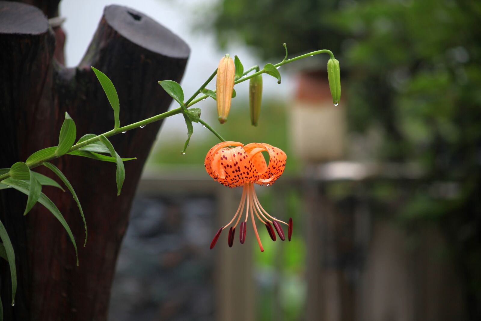 Canon EOS 5D Mark II sample photo. Lilium lancifolium, dew, flowers photography
