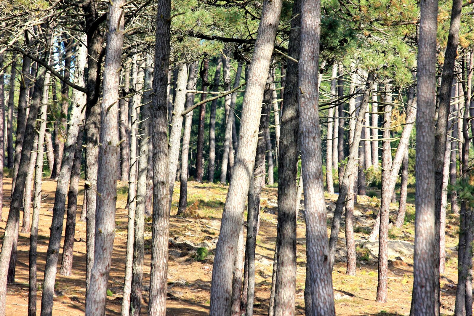 Canon EOS 550D (EOS Rebel T2i / EOS Kiss X4) sample photo. Vendée, trees, vegetation photography