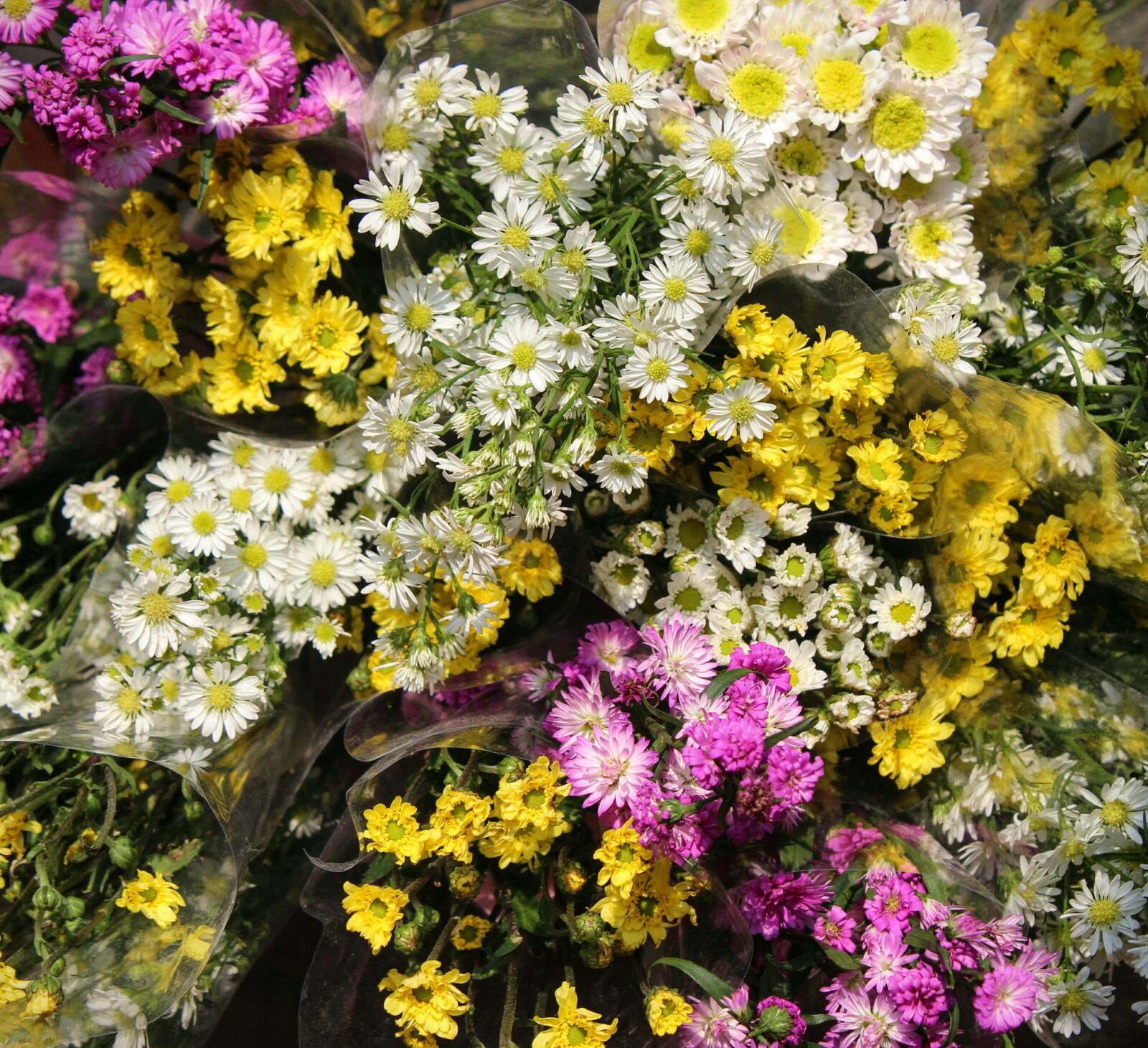 Canon EOS 1300D (EOS Rebel T6 / EOS Kiss X80) sample photo. Flowers, pink, yellow photography