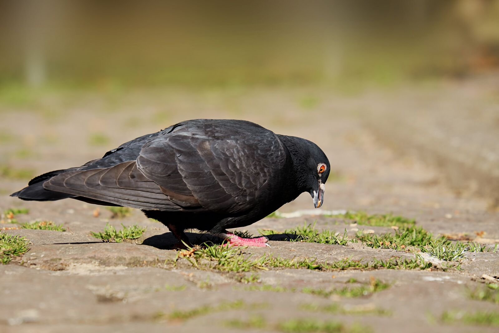 Fujifilm XF 55-200mm F3.5-4.8 R LM OIS sample photo. Dove, animal, foraging photography