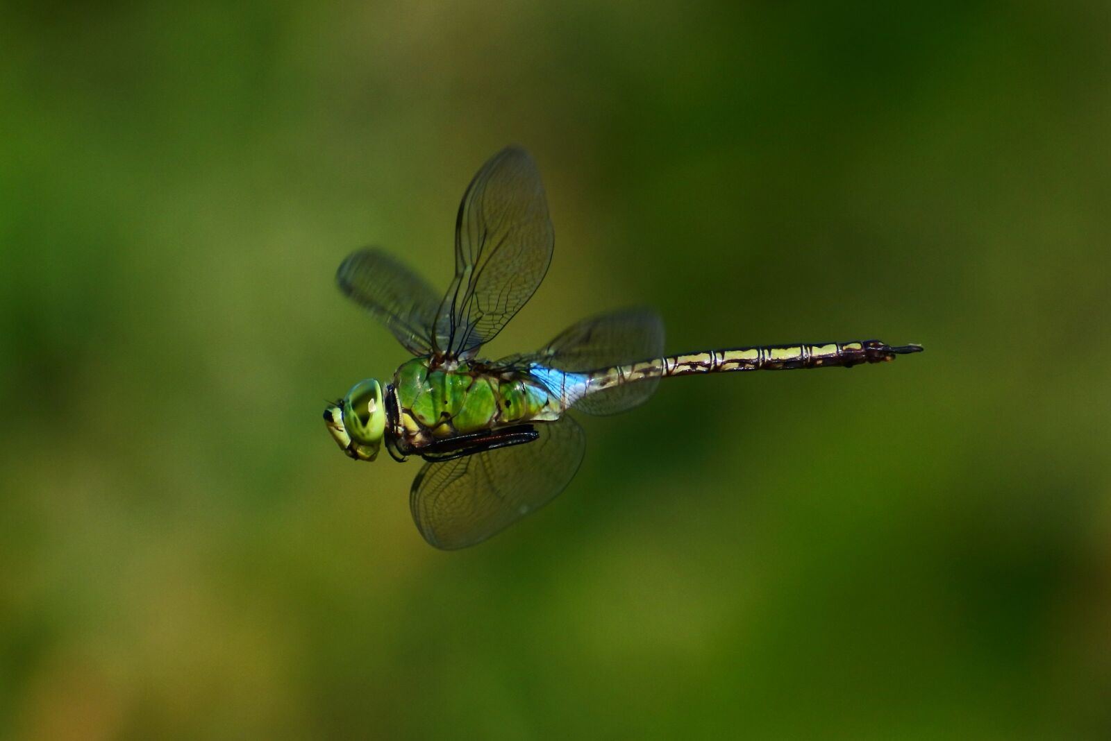 VR 70-300mm f/4.5-6.3G sample photo. Natural, landscape, insect photography