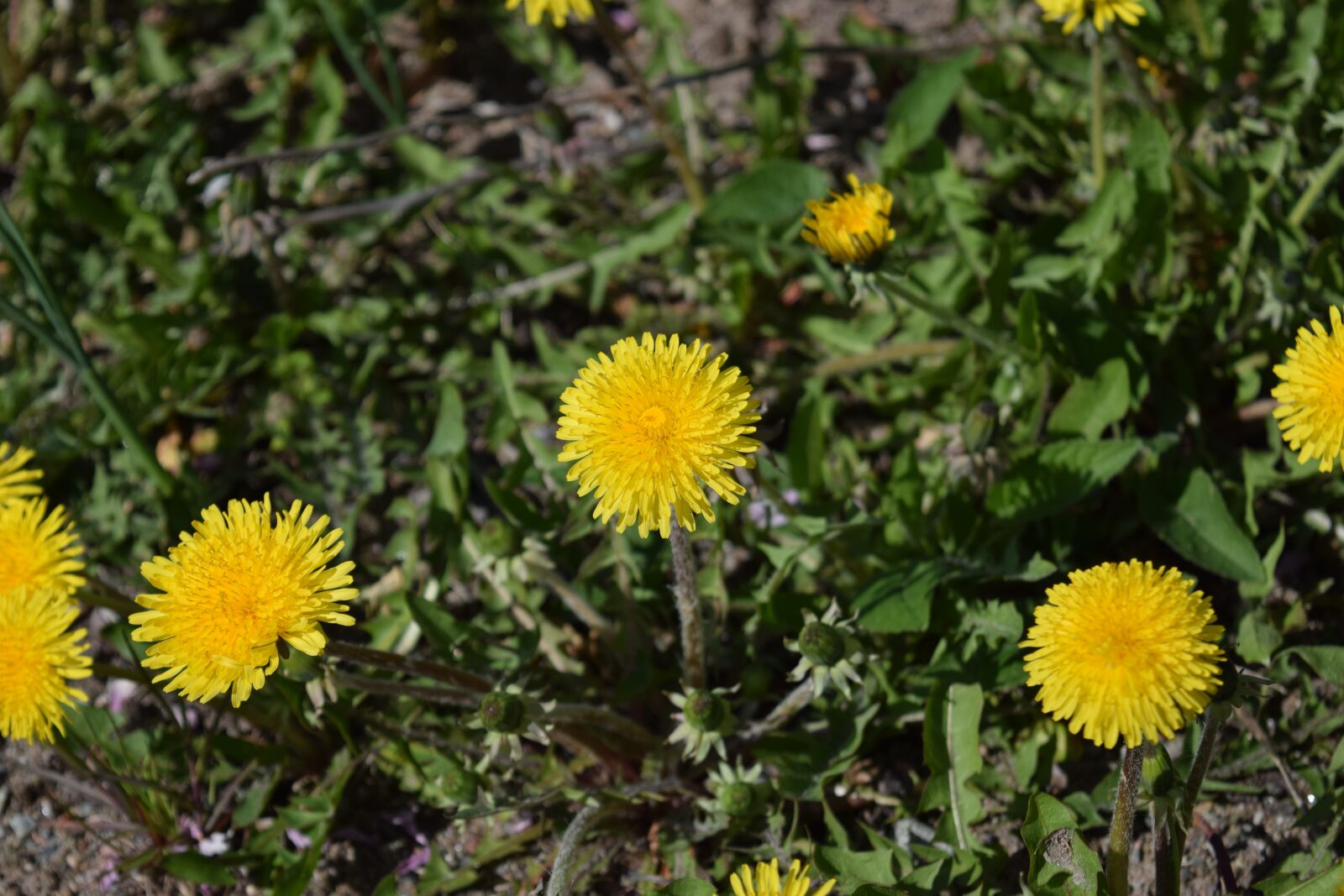 Nikon D3300 sample photo. Flowers, nature, yellow photography
