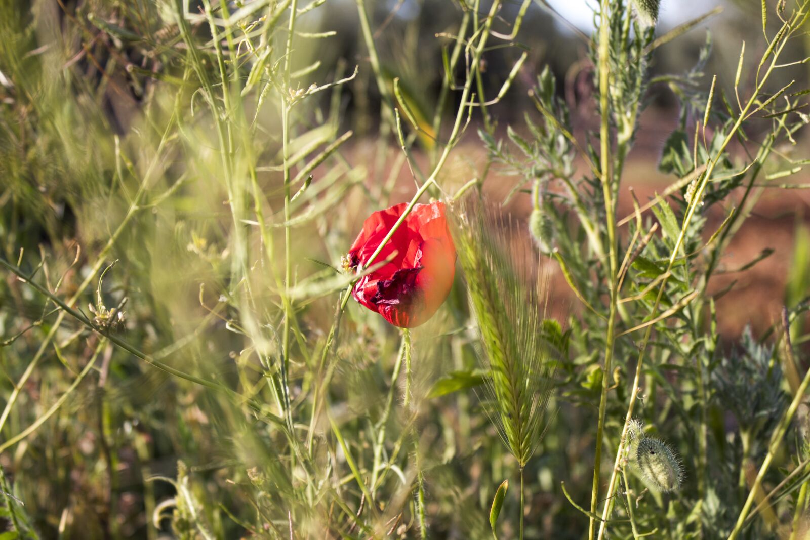 Canon EOS 1300D (EOS Rebel T6 / EOS Kiss X80) sample photo. Poppy, field, flower photography