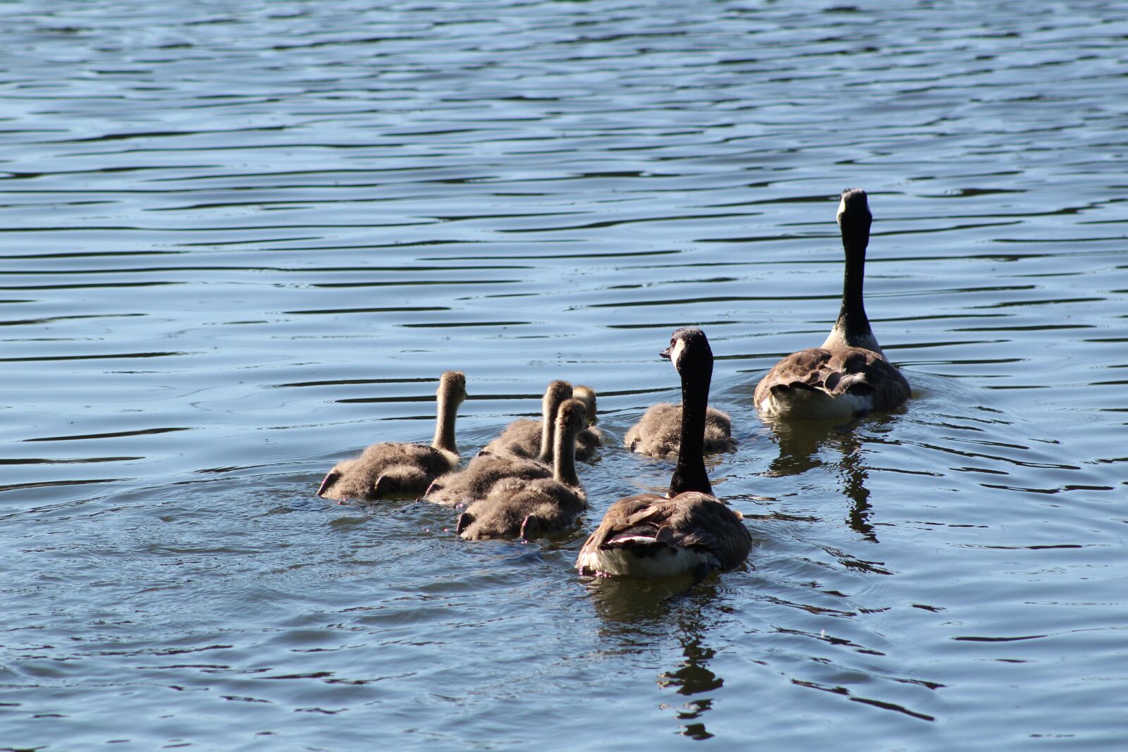 Canon EOS 1300D (EOS Rebel T6 / EOS Kiss X80) sample photo. Duck, pond, lake photography