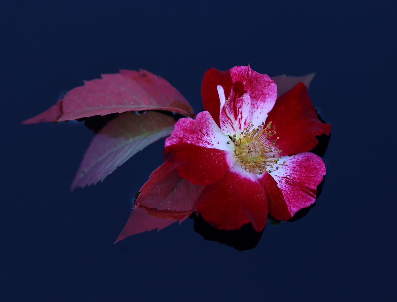 Canon EF-S 60mm F2.8 Macro USM sample photo. Rose, flower, red photography