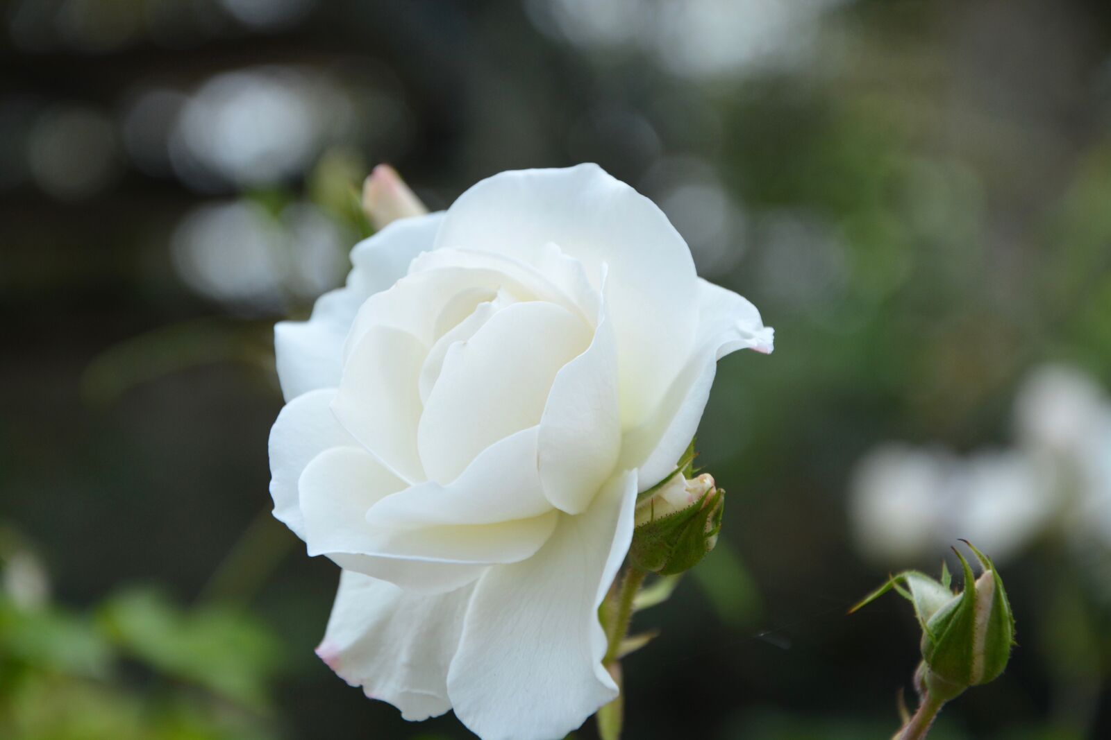Nikon D5200 sample photo. White rose, flower, offer photography