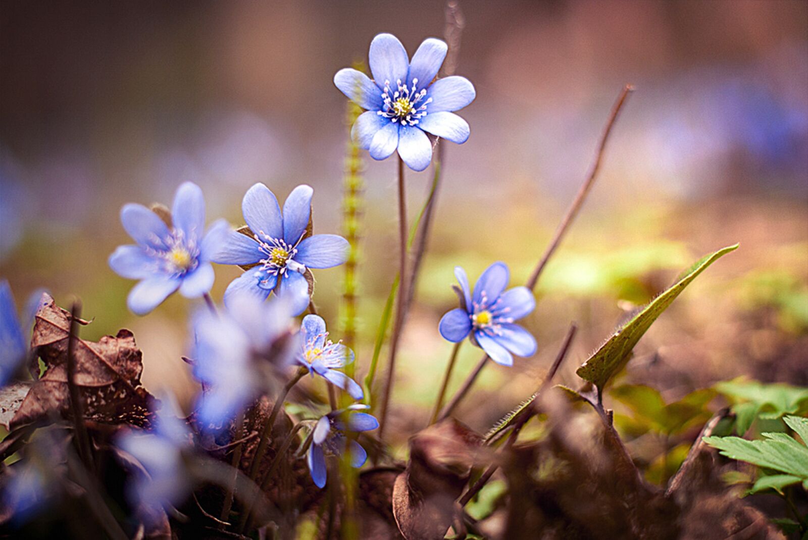 Sony Alpha DSLR-A100 sample photo. Nature, plant, flower photography