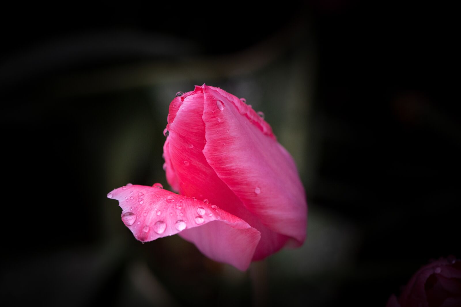 Nikon D750 sample photo. Tulip, flower, pink photography