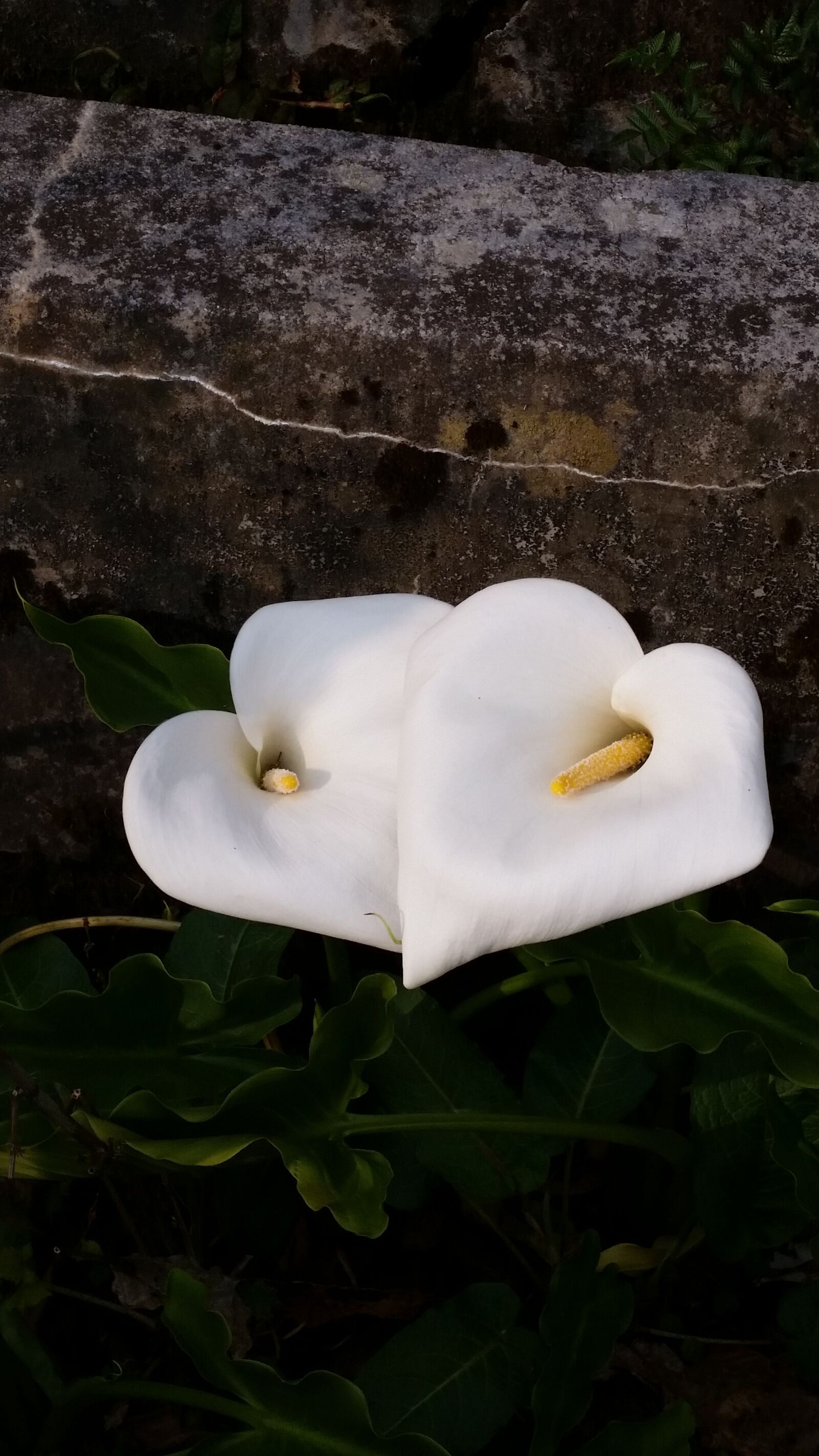 Samsung Galaxy S5 sample photo. Flower, heart, white flower photography