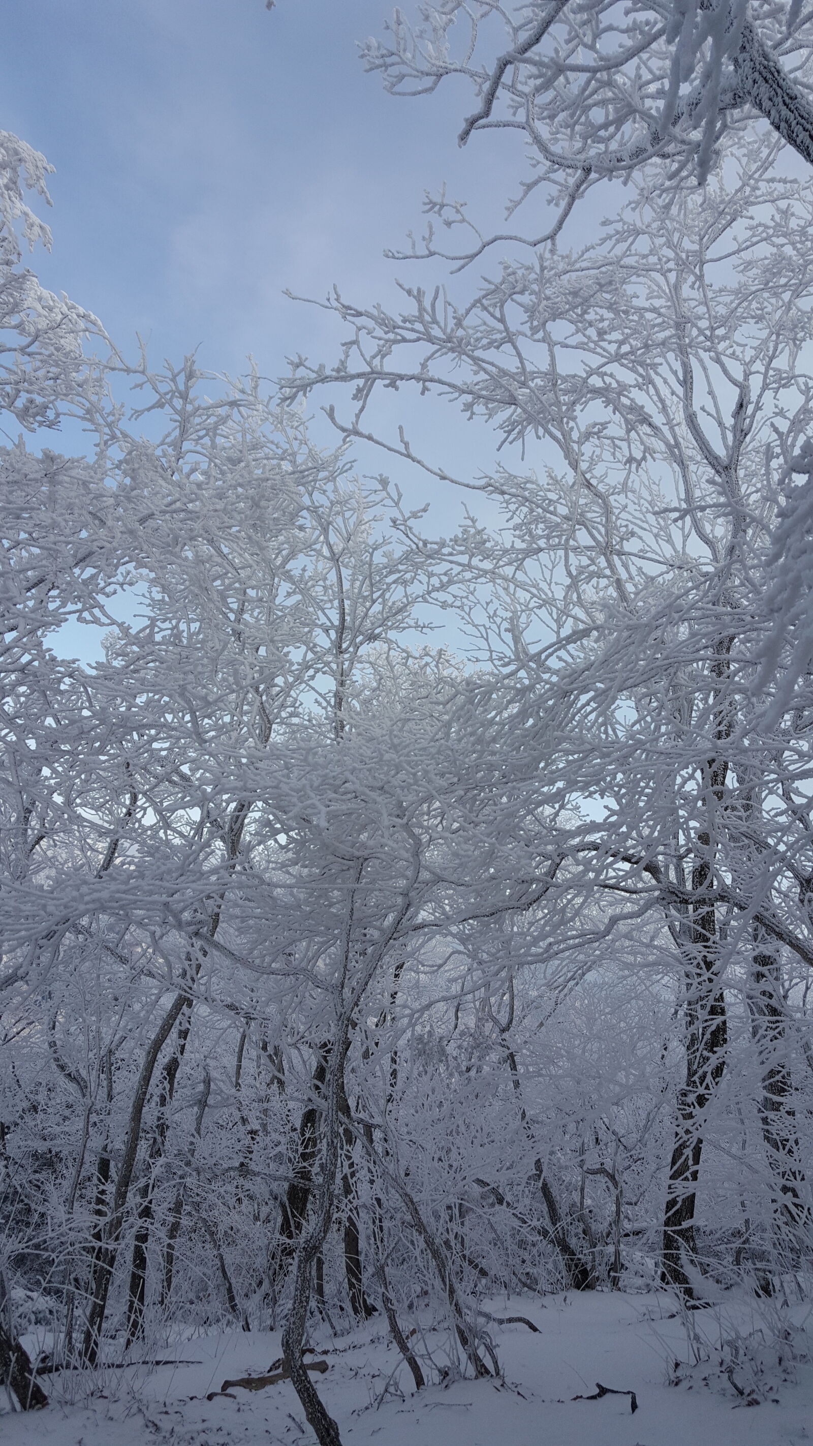 Samsung Galaxy Note5 sample photo. Korea, mountain, taebaeksan, winter photography
