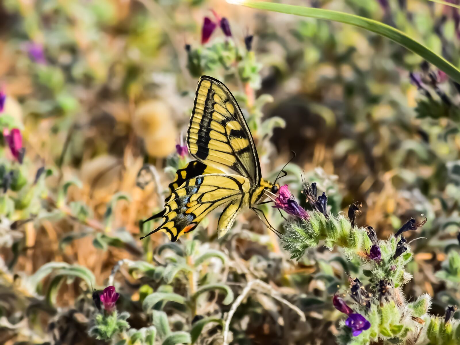 Nikon D3300 sample photo. Nature, butterfly, flower photography