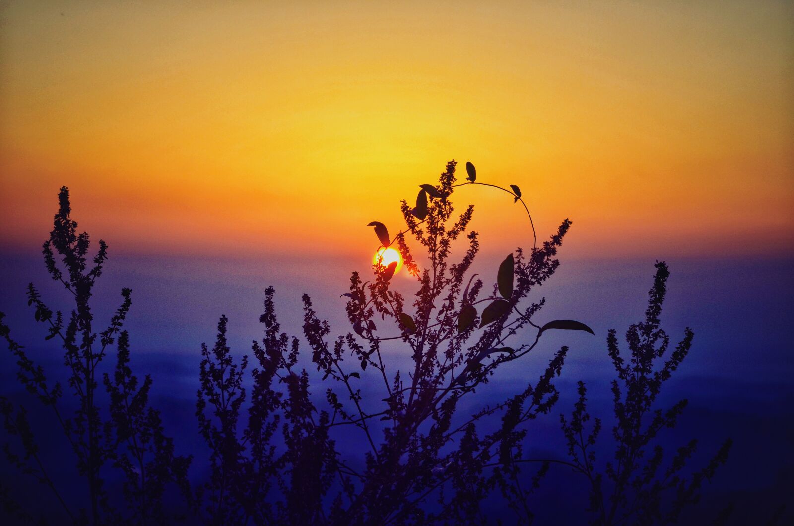 Nikon D5100 sample photo. Sunset, sun, tree photography