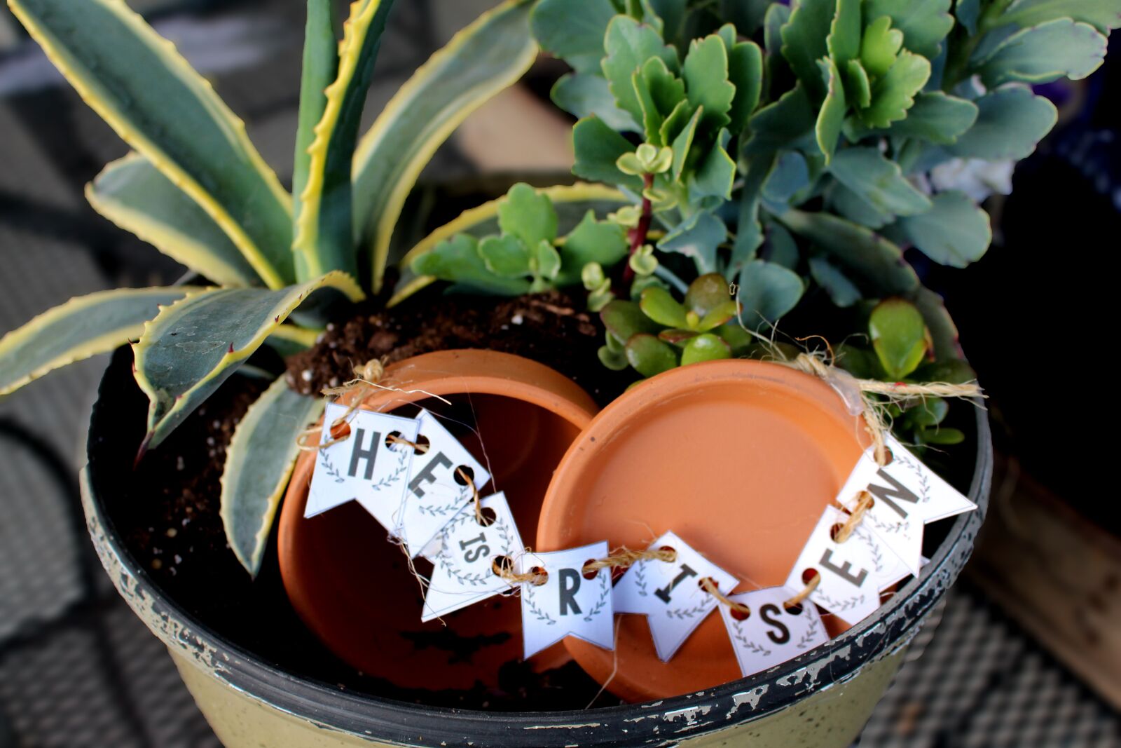 Canon EOS 700D (EOS Rebel T5i / EOS Kiss X7i) sample photo. Easter, holy week, succulents photography