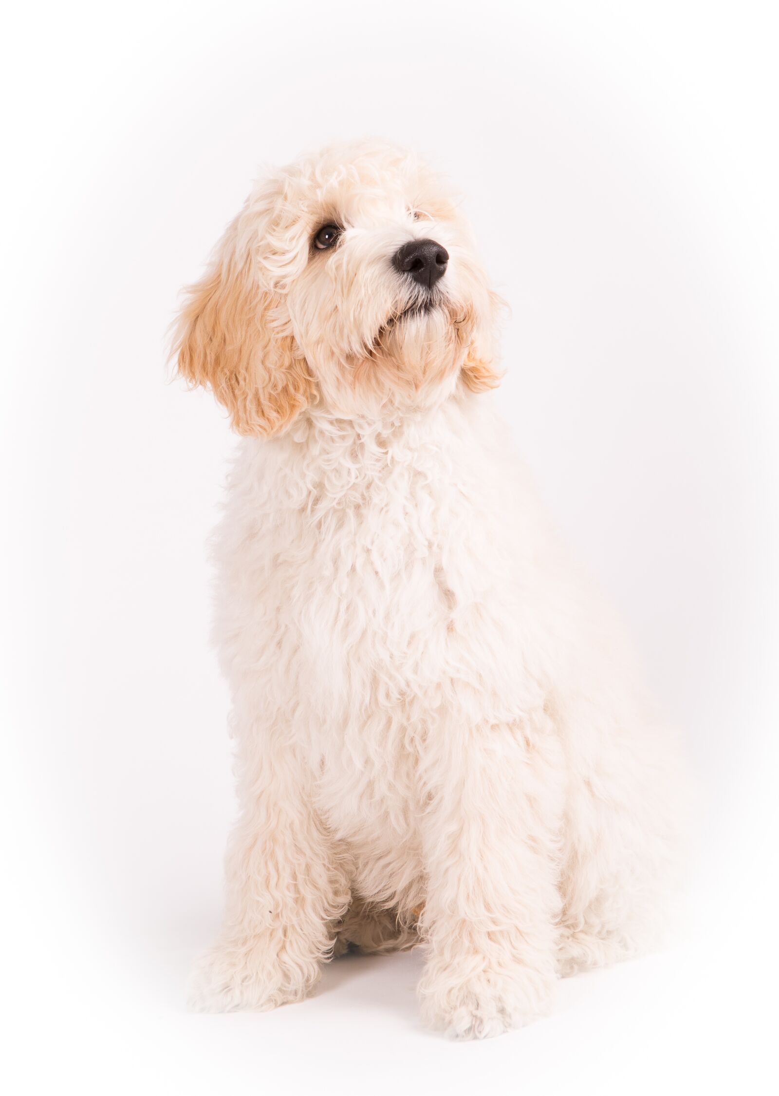 Canon EOS 5D Mark III sample photo. Dog, labradoodel, animals photography