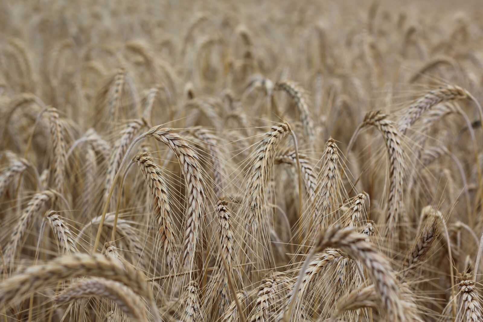 Canon EOS 1200D (EOS Rebel T5 / EOS Kiss X70 / EOS Hi) sample photo. Cereals, spike, cornfield photography