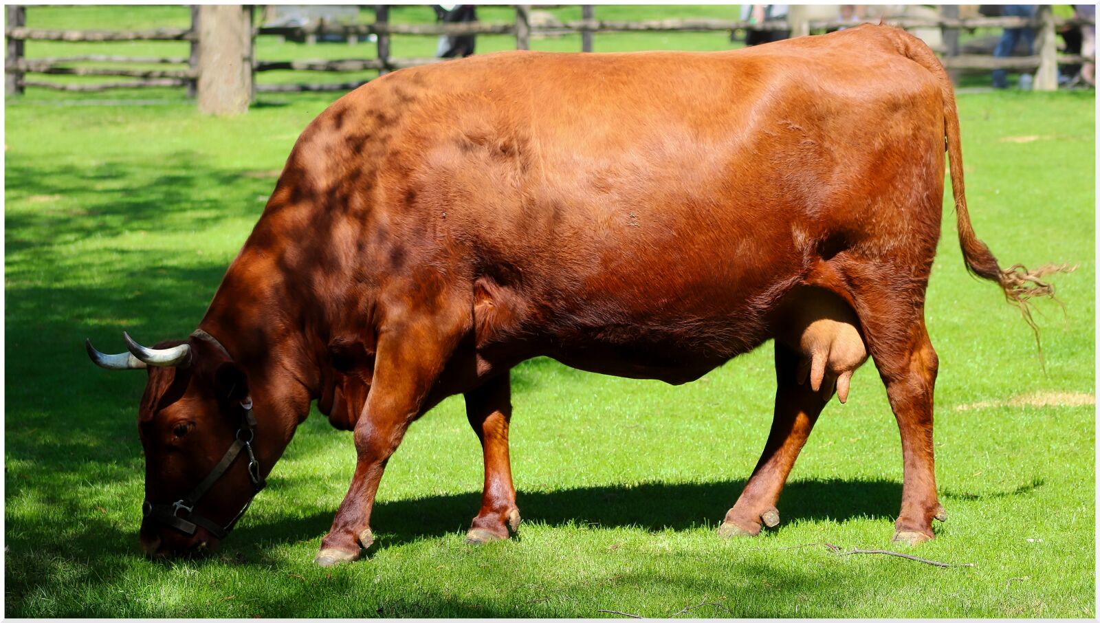 Canon EF75-300mm f/4-5.6 sample photo. Cow, greasen, horns photography