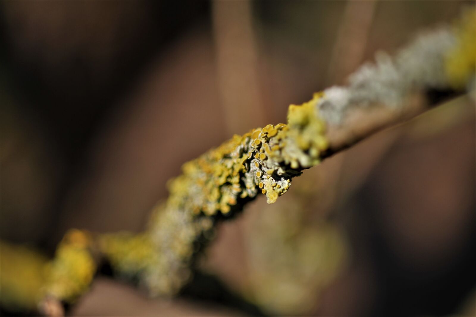 Canon EOS 7D sample photo. Branch, mushroom, growth photography
