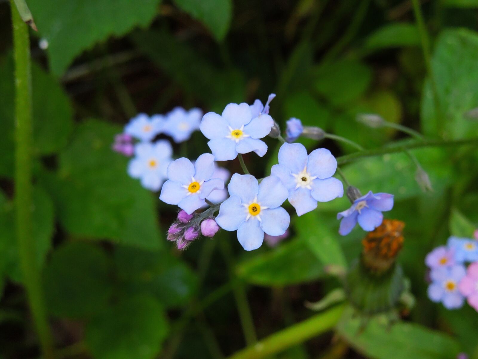 Nikon Coolpix S8200 sample photo. Forget me not, pointed photography
